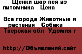 Щенки шар-пея из питомника › Цена ­ 15 000 - Все города Животные и растения » Собаки   . Тверская обл.,Удомля г.